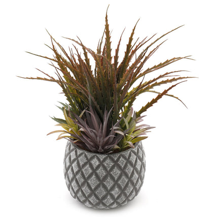 Succulents in Large Lattice Design Grey Pot