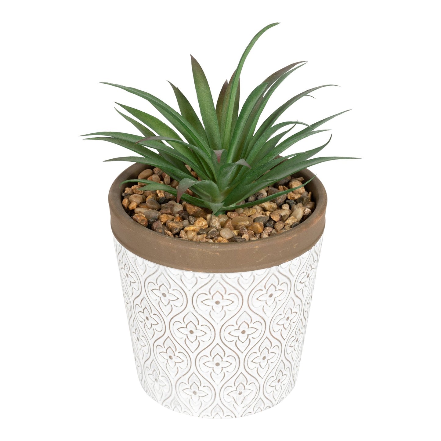 Green Succulent In White Terracotta Pot