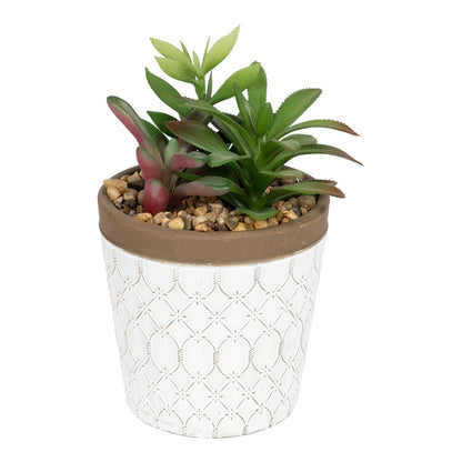 Succulents In White Terracotta Pot