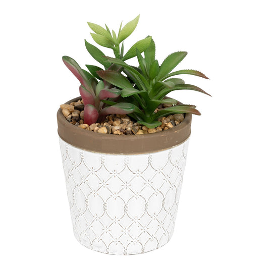 Succulents In White Terracotta Pot